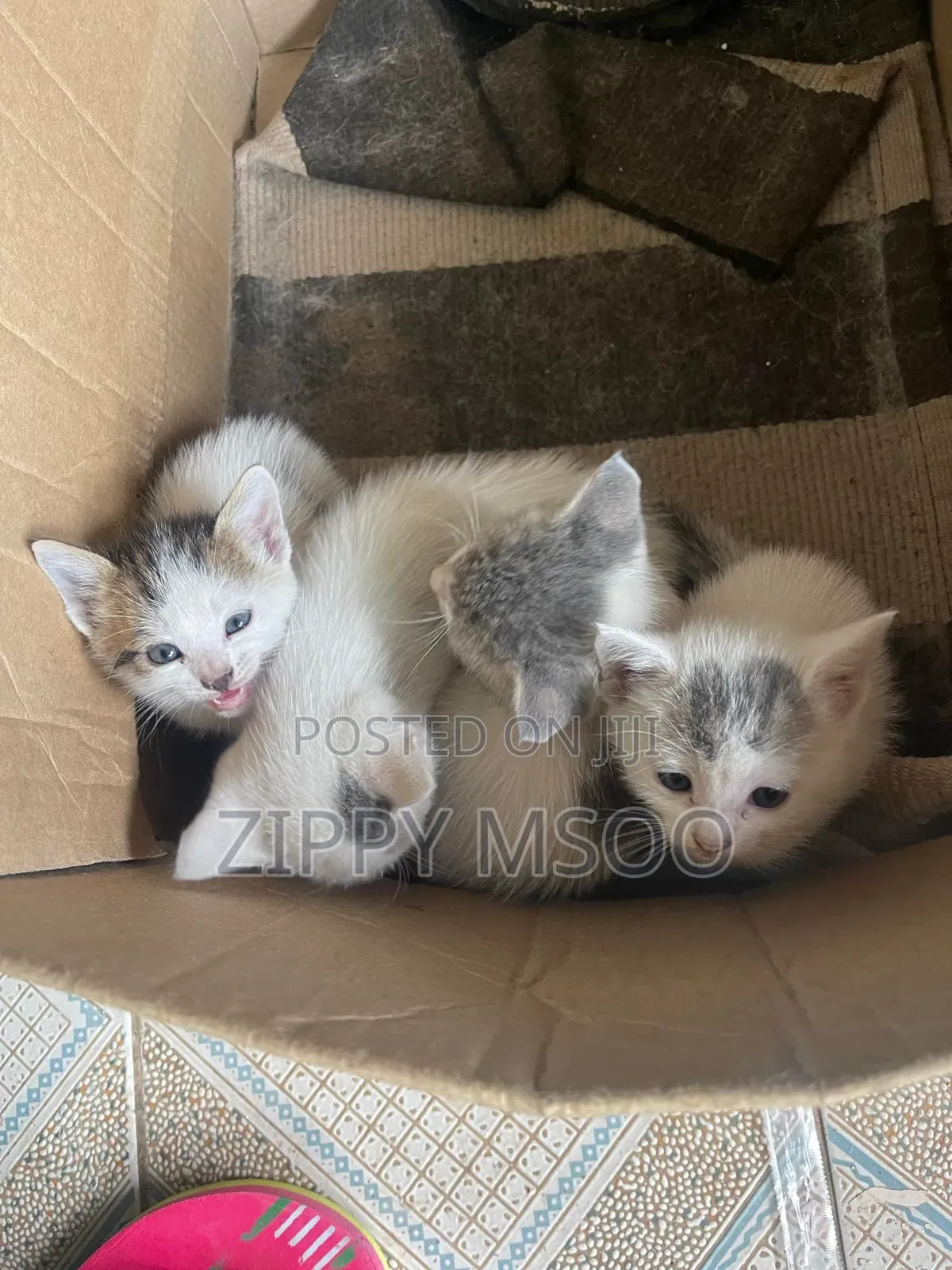 3-6 months Male Mixed Breed Tabby