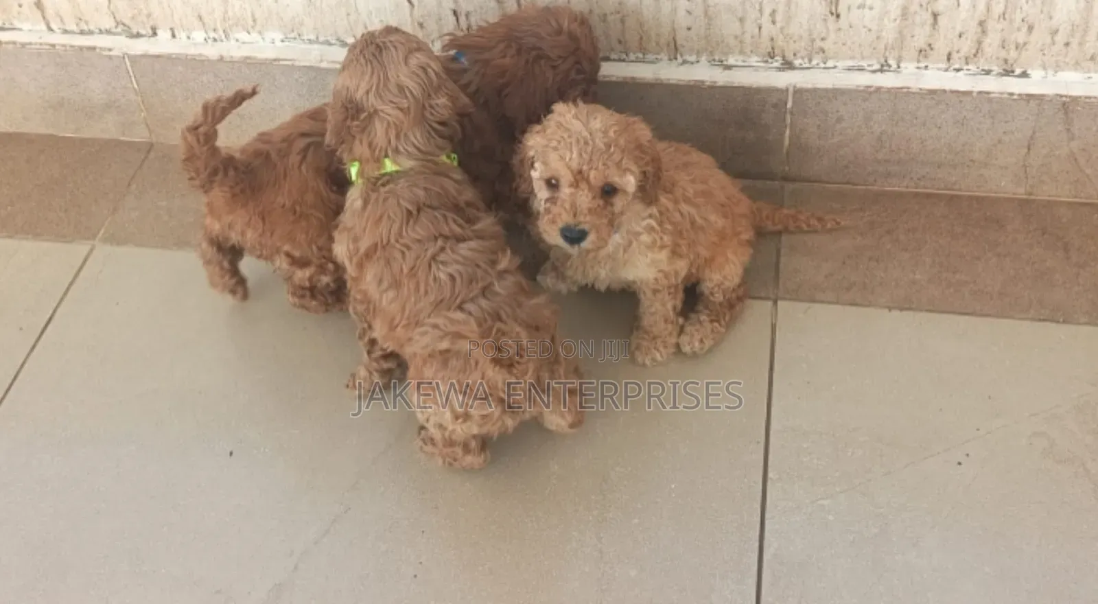 1-3 months Male Purebred Poodle