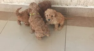 1-3 months Male Purebred Poodle