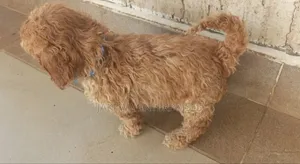 1-3 months Male Purebred Poodle