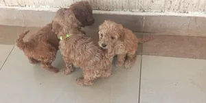 1-3 months Male Purebred Poodle