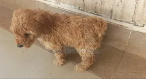 1-3 months Male Purebred Poodle