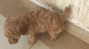 1-3 months Female Purebred Poodle
