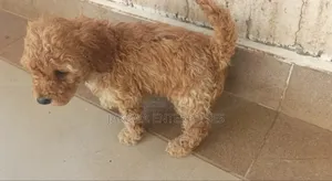 1-3 months Female Purebred Poodle
