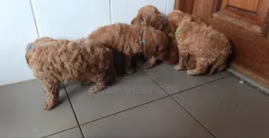 1-3 months Male Purebred Poodle