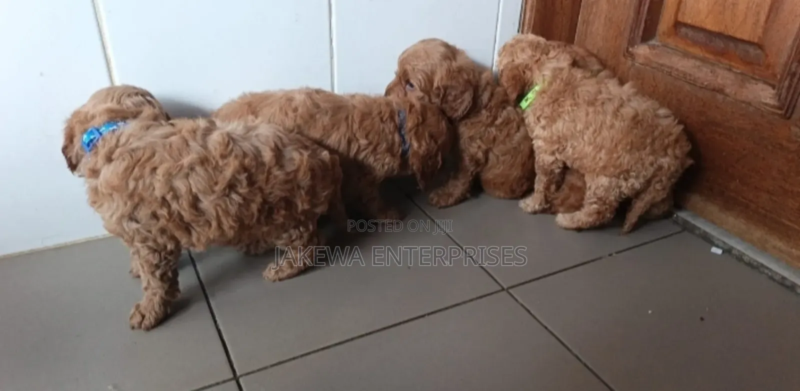 1-3 months Male Purebred Poodle