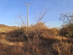 Embu ,Mutuobare Agricultural Farmland Next to Busy Road