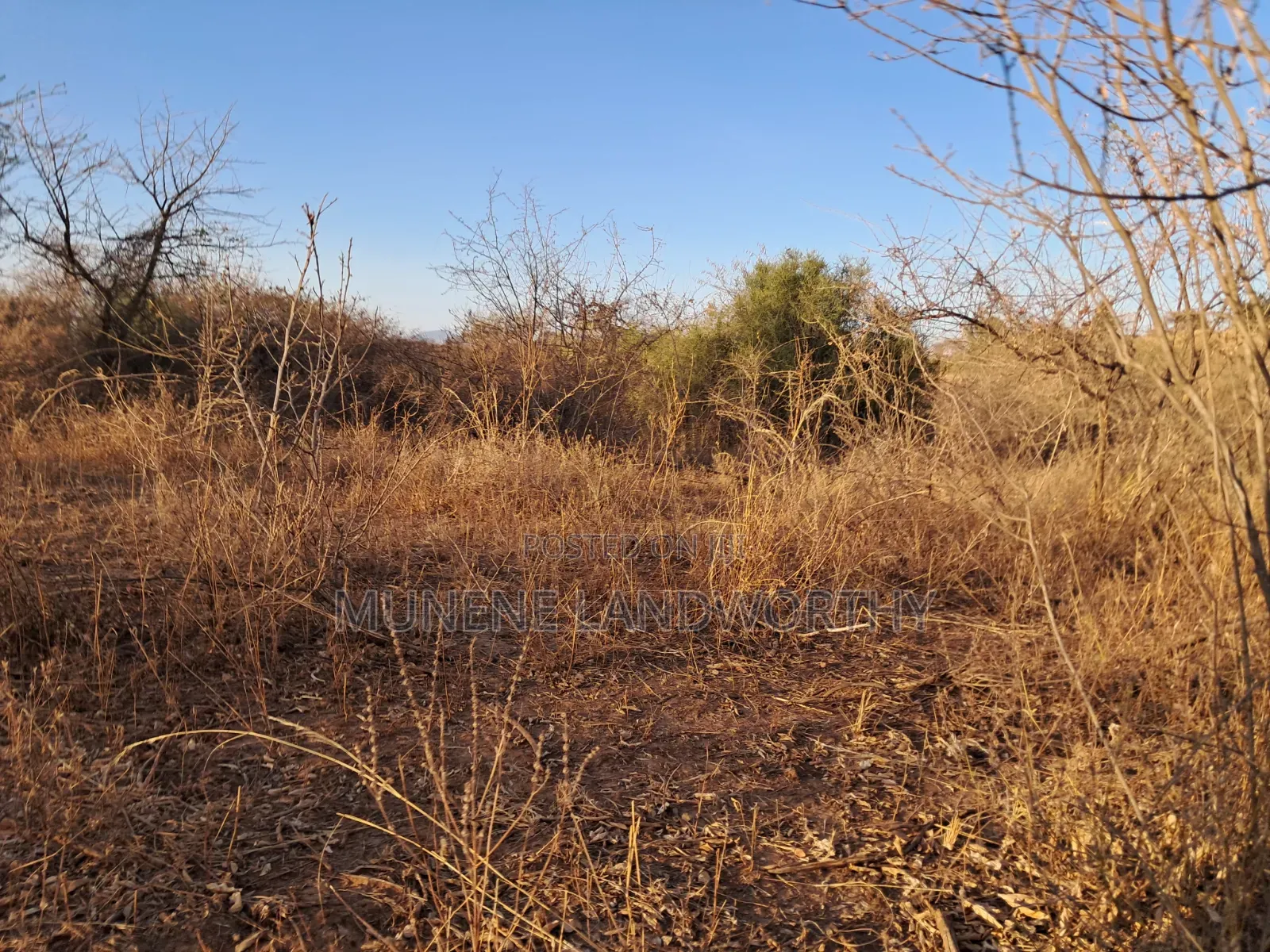 Embu ,Mutuobare Agricultural Farmland Next to Busy Road