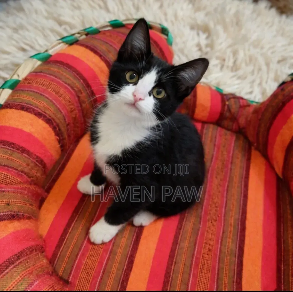 1-3 months Male Mixed Breed Cat