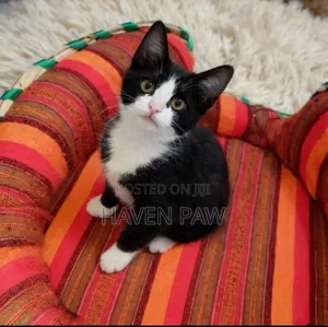 1-3 months Male Mixed Breed Cat