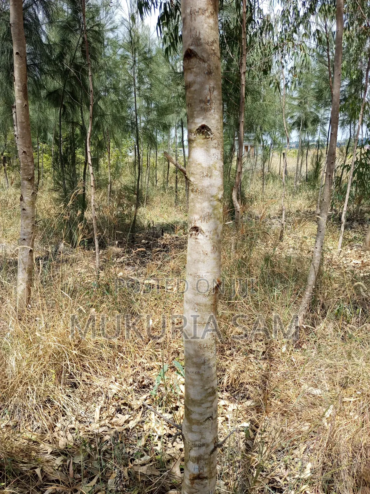 Half Acre Piece of Land Rangau