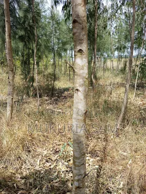 Half Acre Piece of Land Rangau