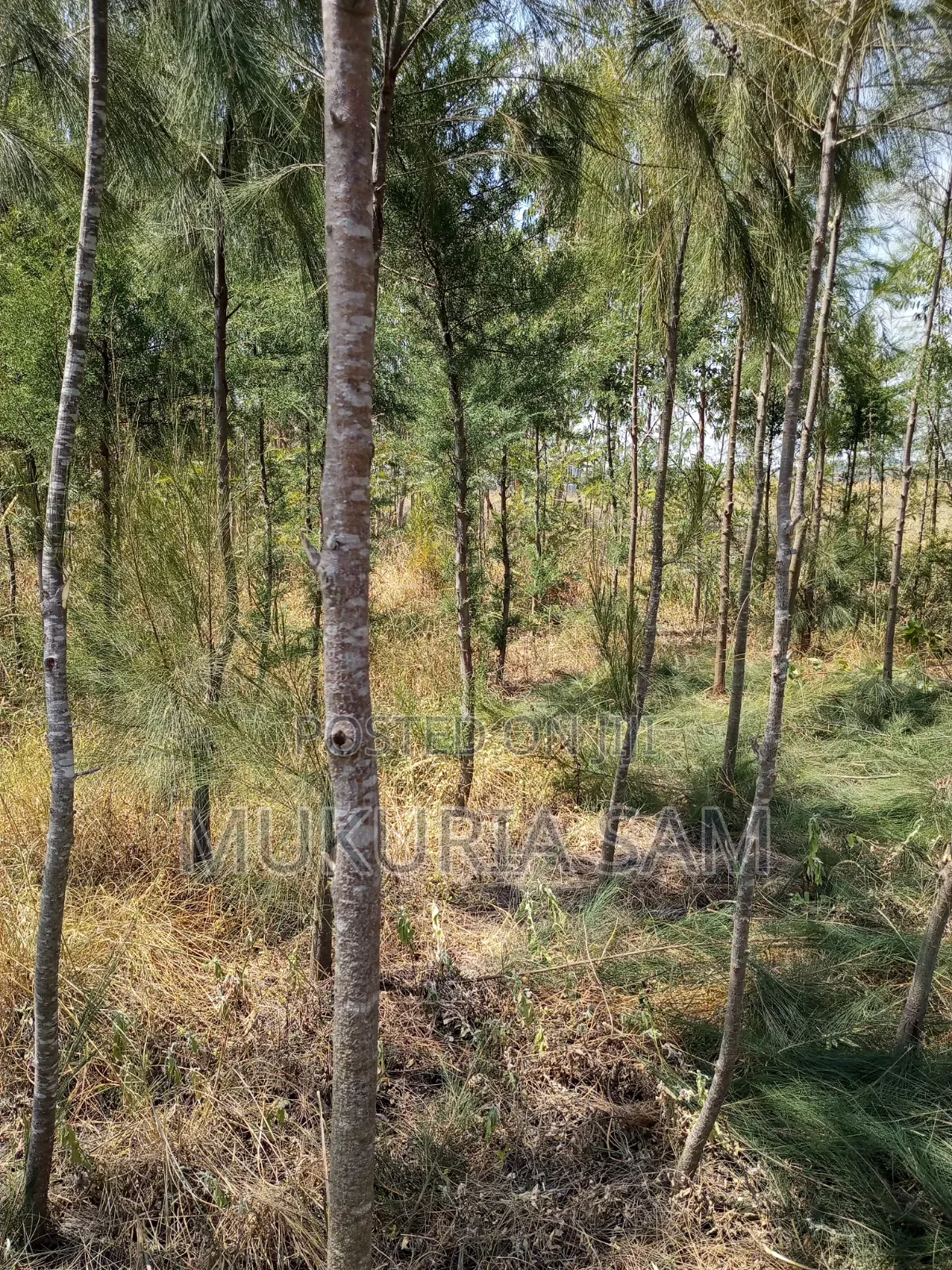 Half Acre Piece of Land Rangau