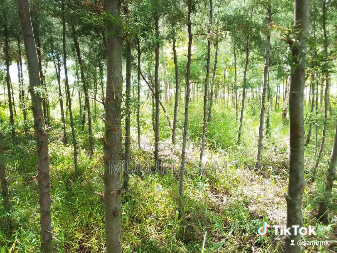 Half Acre Piece of Land Rangau