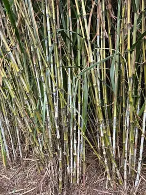 Juncao Grass Cuttings With More Biomass - 1000 Pieces