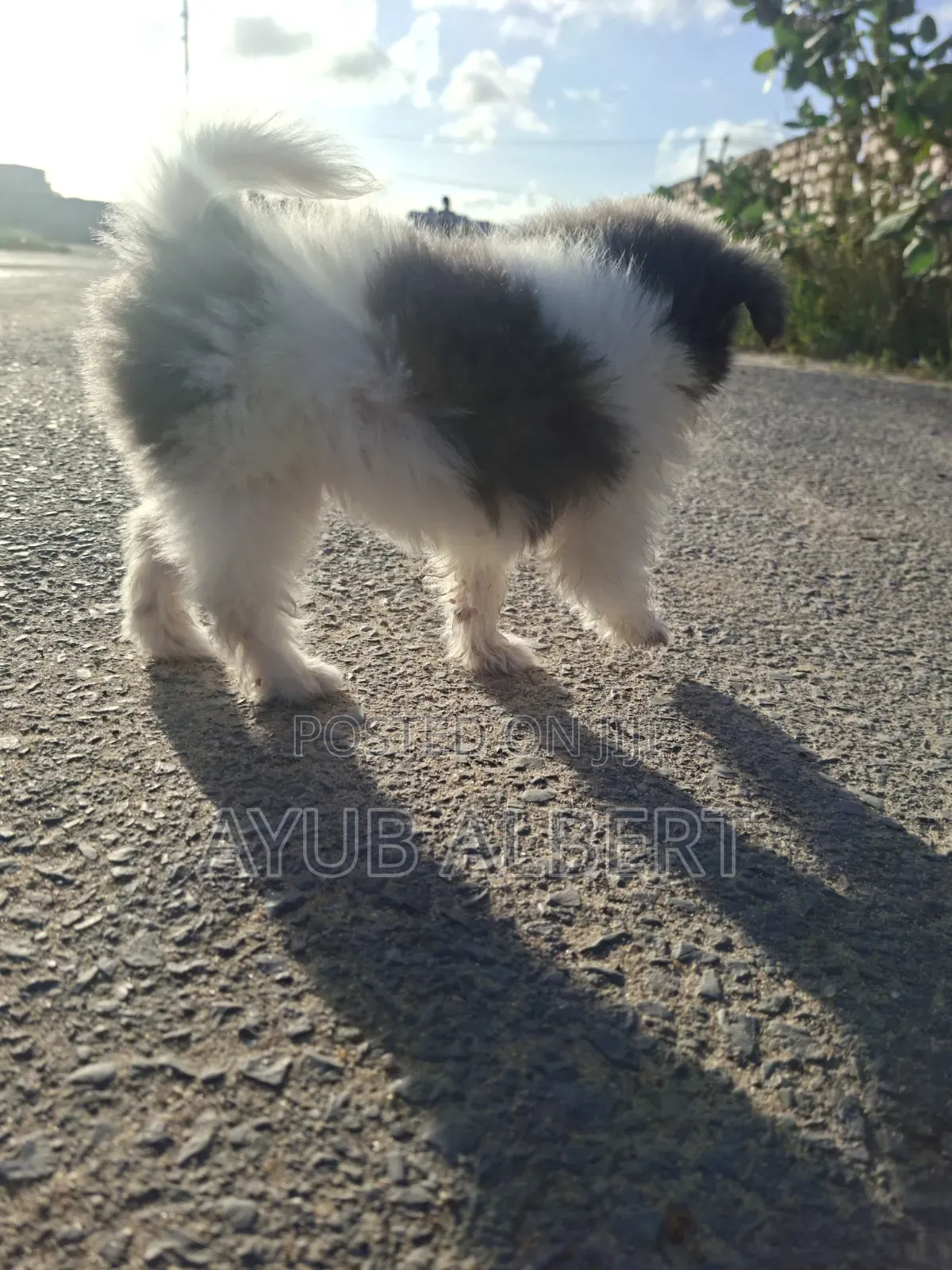 1-3 months Female Purebred Maltese