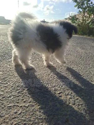 1-3 months Female Purebred Maltese