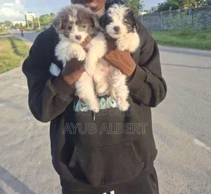 1-3 months Female Purebred Maltese