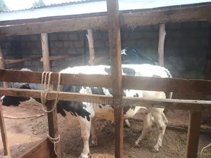 Fresian Dairy Cow
