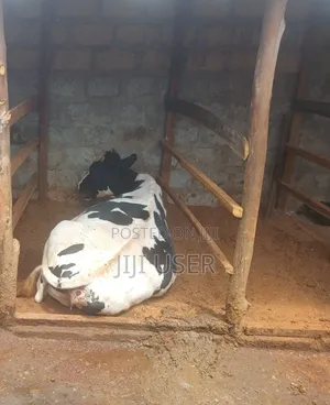 Fresian Dairy Cow