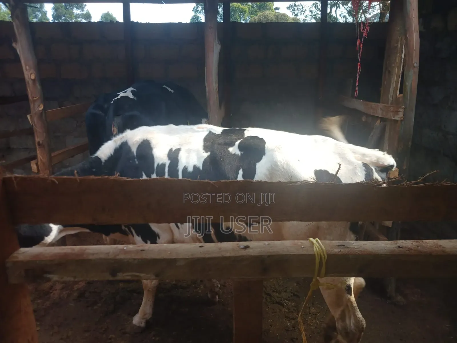 Fresian Dairy Cow