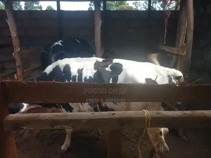 Fresian Dairy Cow
