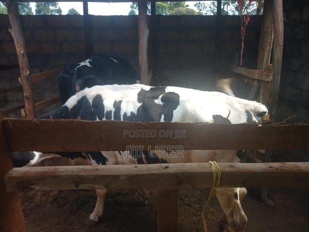 Fresian Dairy Cow - thumbnail 3