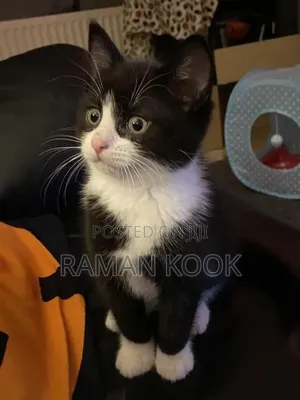 3-6 months Male Mixed Breed Tabby