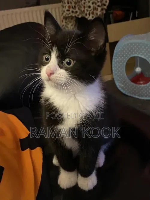 3-6 months Male Mixed Breed Tabby