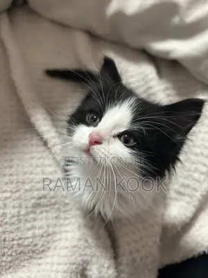 3-6 months Male Mixed Breed Tabby