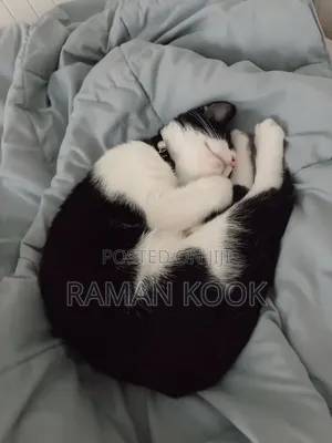 3-6 months Male Purebred Tabby