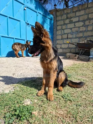 3-6 months Female Purebred German Shepherd