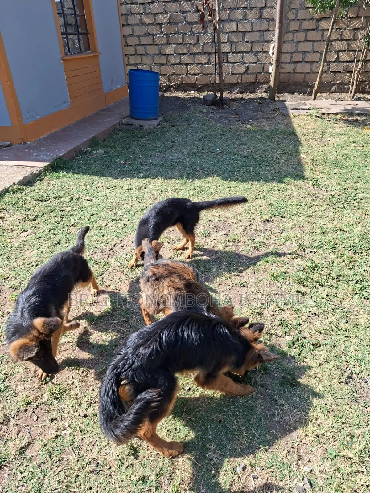 3-6 months Female Purebred German Shepherd