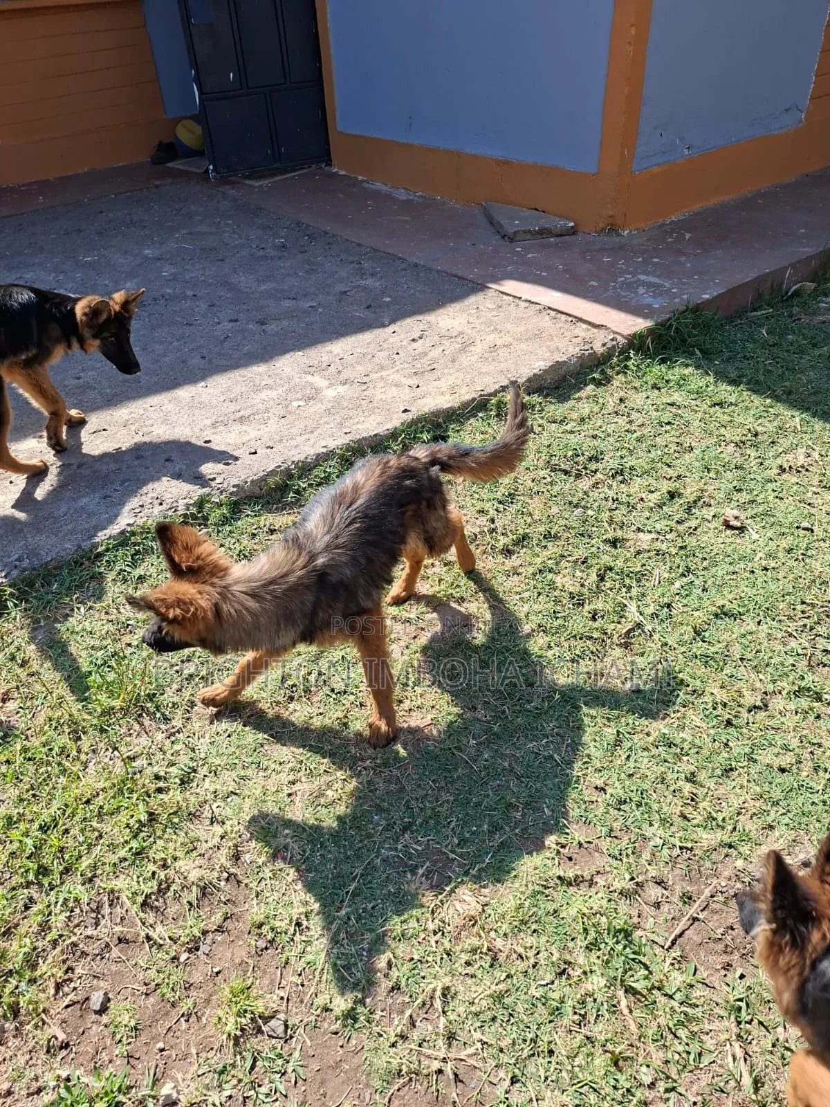 3-6 months Female Purebred German Shepherd
