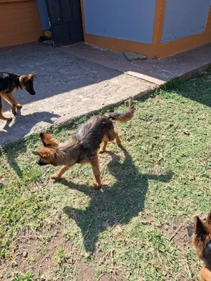 3-6 months Female Purebred German Shepherd
