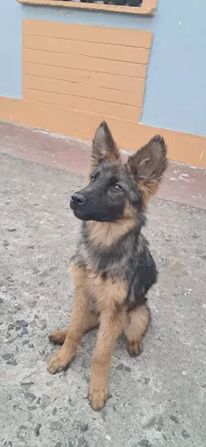 3-6 months Female Purebred German Shepherd