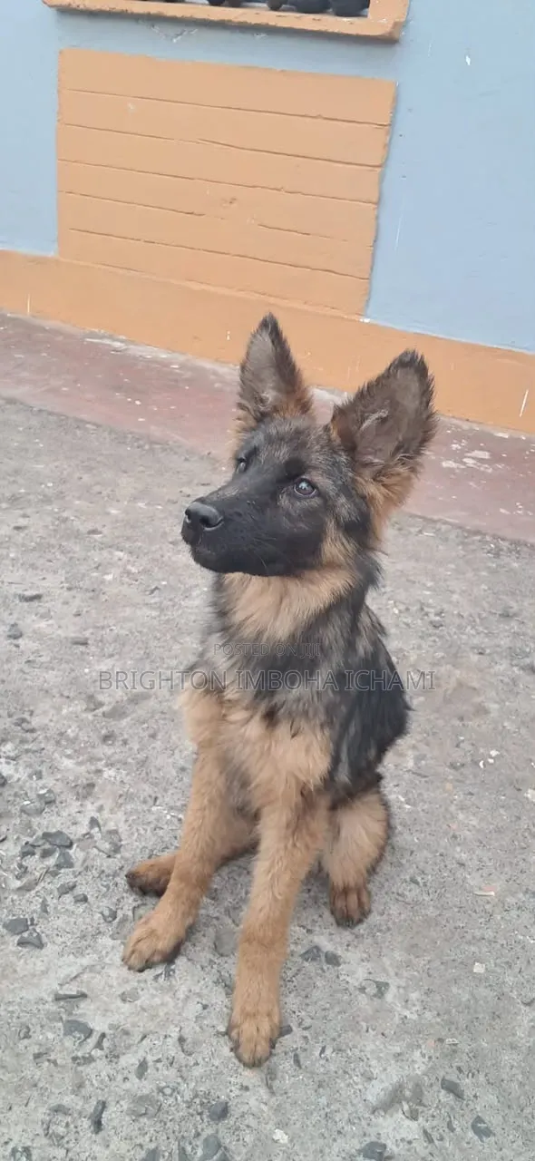 3-6 months Female Purebred German Shepherd