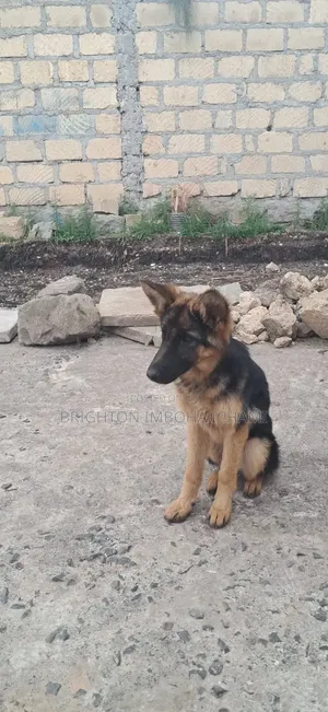 3-6 months Female Purebred German Shepherd