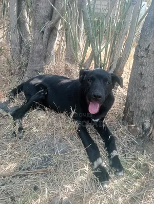 3-6 months Male Mixed Breed Great Dane