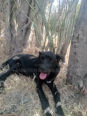 3-6 months Male Mixed Breed Great Dane