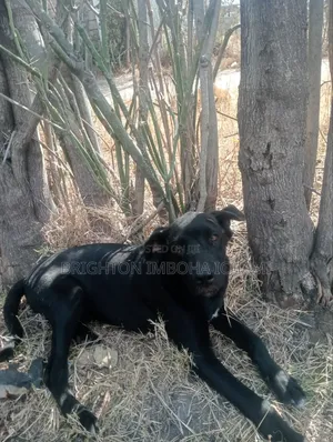 3-6 months Male Mixed Breed Great Dane