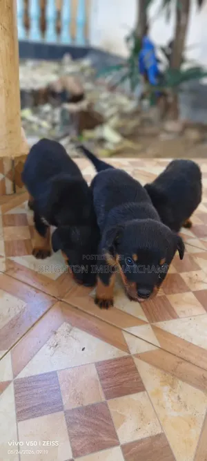 1-3 months Male Purebred Rottweiler
