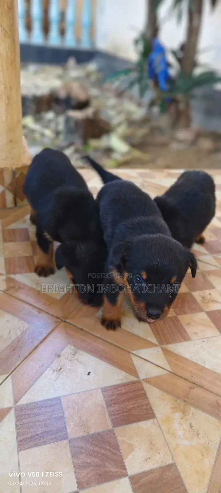 1-3 months Male Purebred Rottweiler