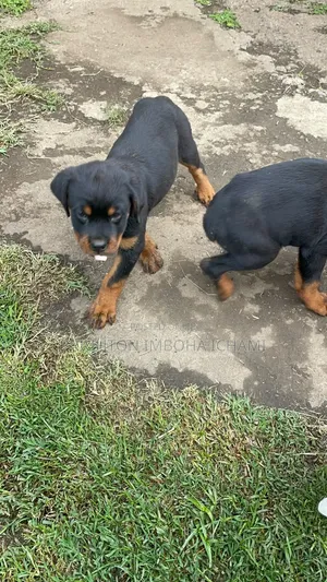 1-3 months Male Purebred Rottweiler