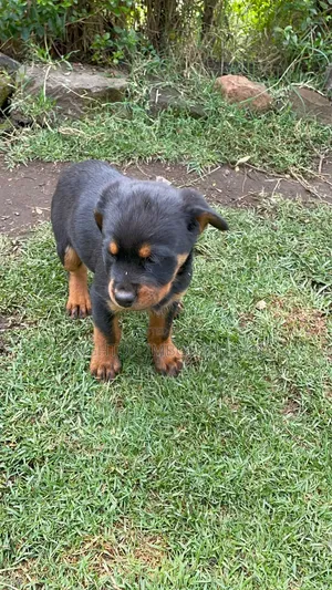 1-3 months Male Purebred Rottweiler