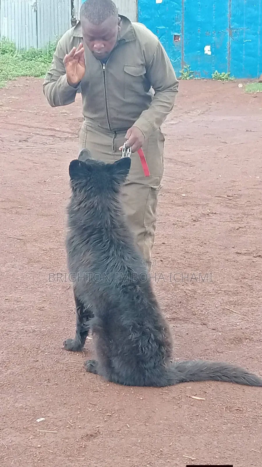 Pet Services
