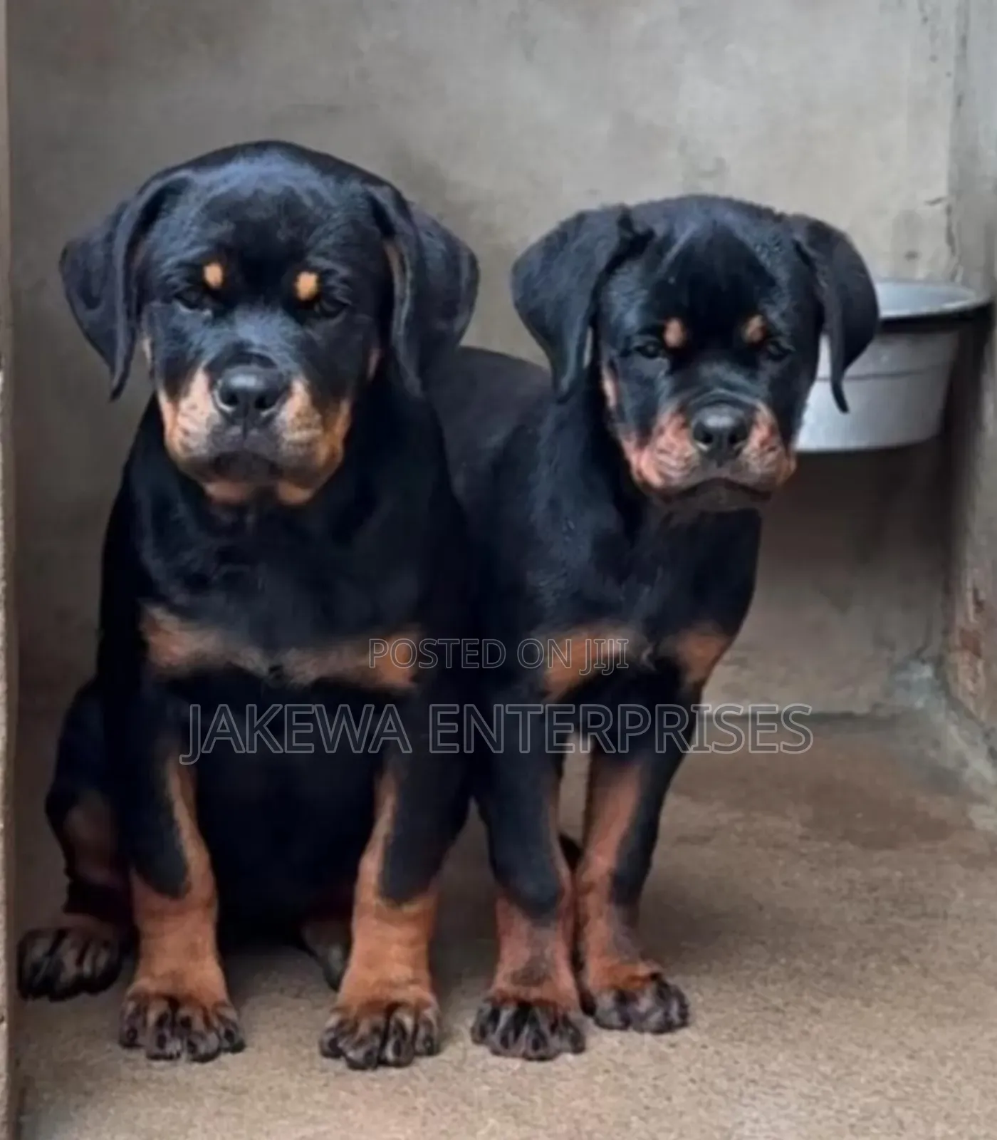 1-3 months Male Purebred Rottweiler
