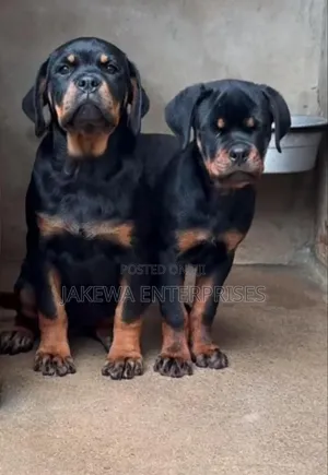 1-3 months Male Purebred Rottweiler
