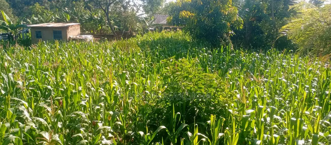 Plot for Sale 50 by 100