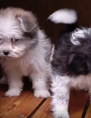 1-3 months Male Purebred Havanese